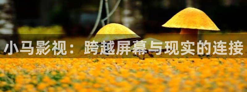 西瓜午夜影院