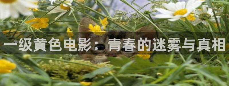 最新电影 西瓜