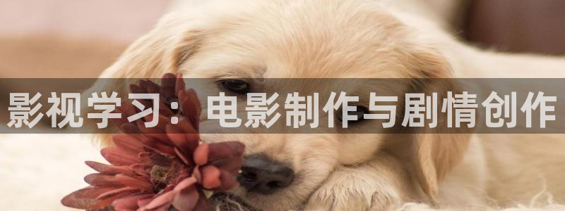 飘雪影视在线观看西瓜高清