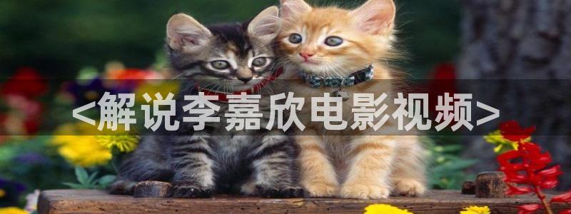 法网追凶36集西瓜免费观看